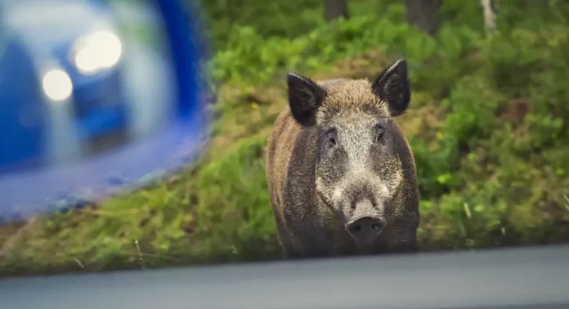 Tomasz Wrzesien / Shutterstock