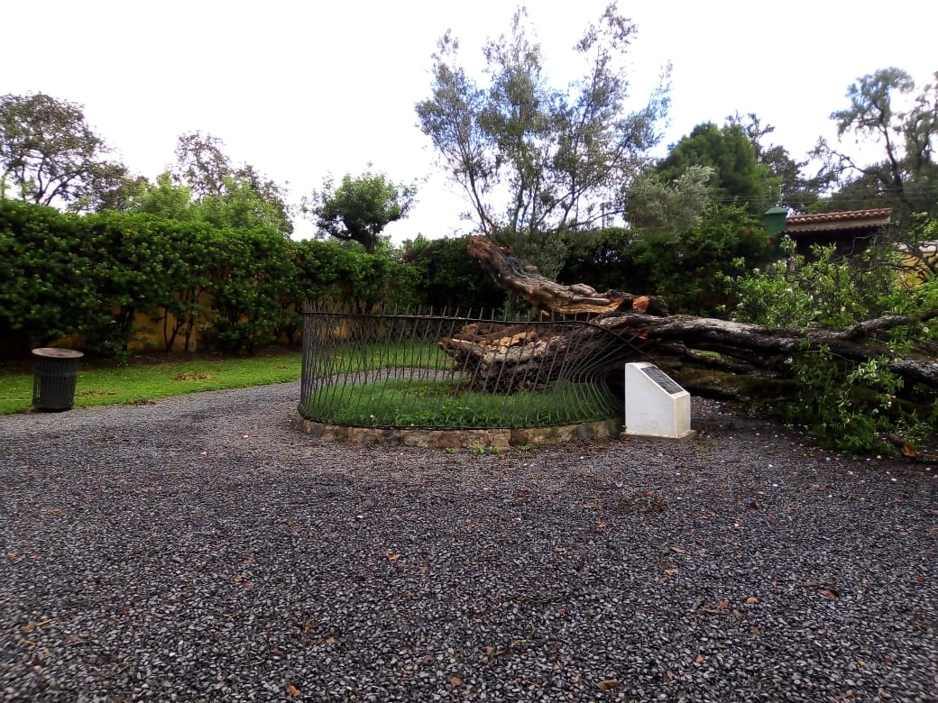 El árbol de esquisúchil sembrado por el Santo Hermano Pedro se derribó ayer debido a las fuertes lluvias. (Foto Prensa Libre: Cortesía)