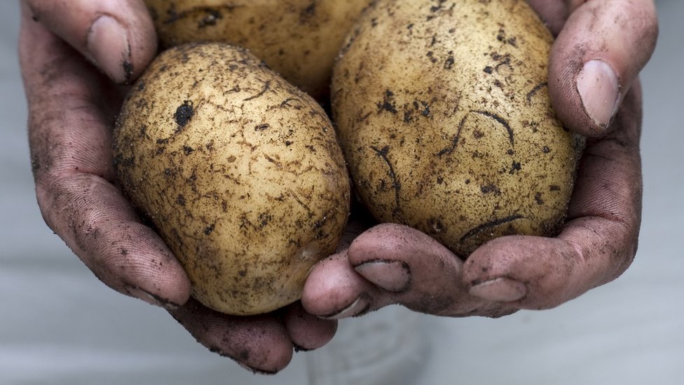 La Gran Hambruna Irlandesa surgió tras una plaga de hongos que atacaba las papas. (Foto Prensa Libre: Getty Images)