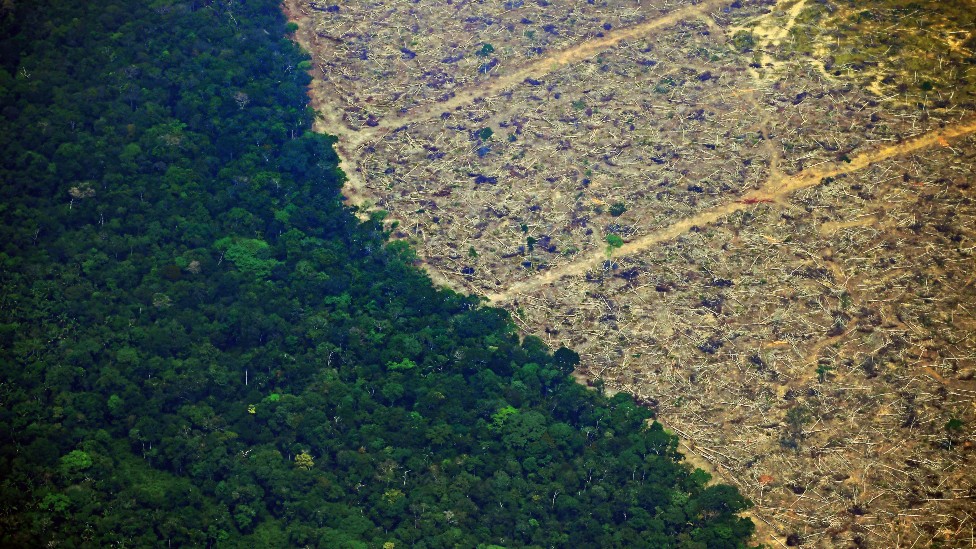 El año pasado se perdieron en los trópicos 11,9 millones de hectáreas de bosque. Una tercera parte de la pérdida fue en bosques primarios. (Foto Prensa Libre: Getty Images)