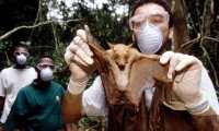 Investigadores que estudian el ébola tomaron muestras de murciélagos salvajes, que se cree que fueron la fuente de la html5-dom-document-internal-entity1-quot-endpropagaciónhtml5-dom-document-internal-entity1-quot-end en humanos.