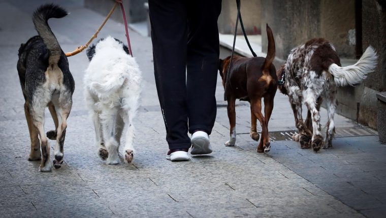 Algunas ciudades de China acostumbran comer perros y gatos, además de otras especies exóticas de animales. (Foto Prensa Libre: EFE)