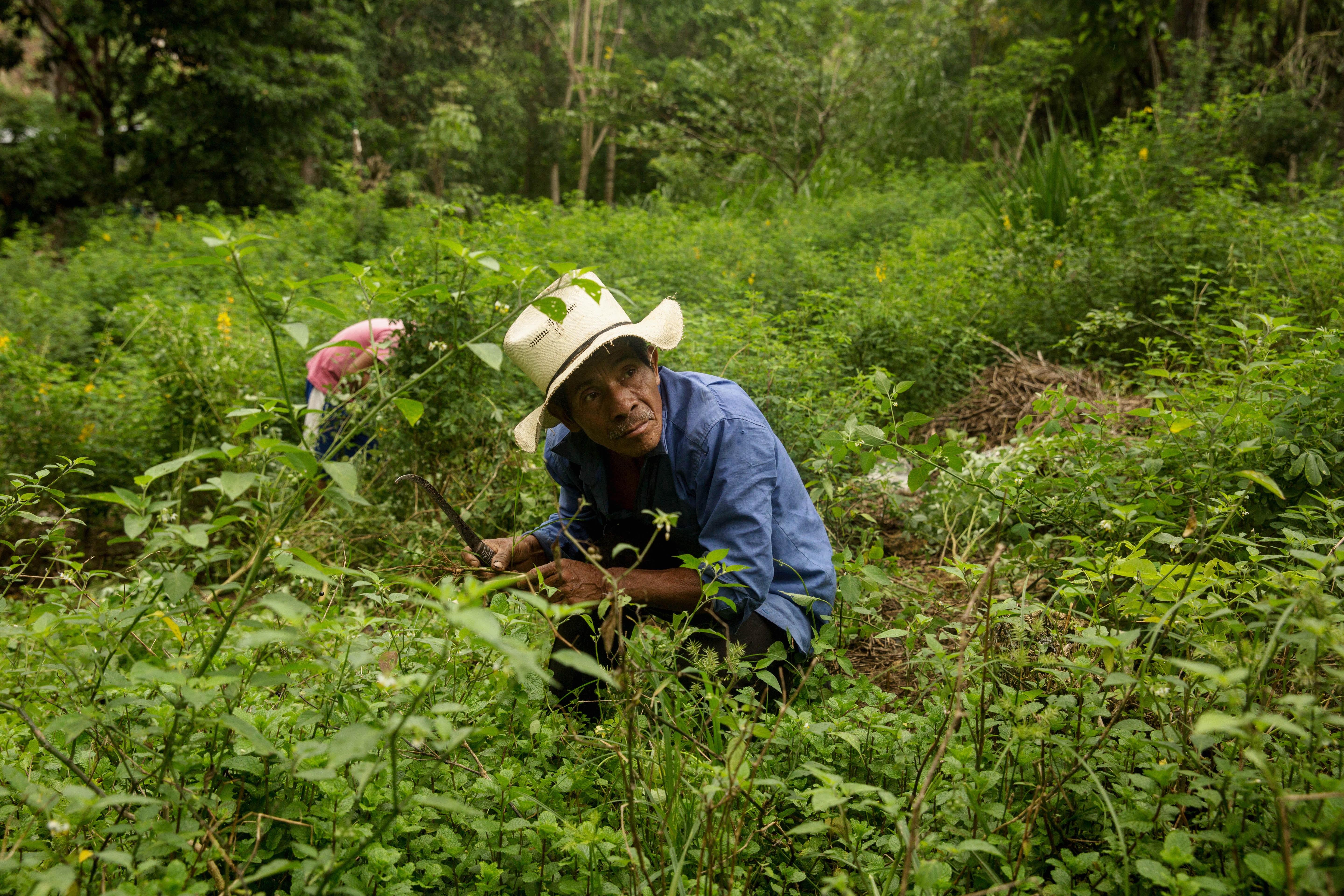 Un productor de hierbabuena en su sembradío en Jocotán, Chiquimula, un municipio tradicionalmente golpeado por las sequías, pero que este año ha visto abundancia de lluvias. (Foto Prensa Libre: EFE)