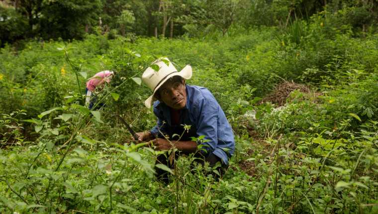 Un productor de hierbabuena en su sembradío en Jocotán, Chiquimula, un municipio tradicionalmente golpeado por las sequías, pero que este año ha visto abundancia de lluvias. (Foto Prensa Libre: EFE)