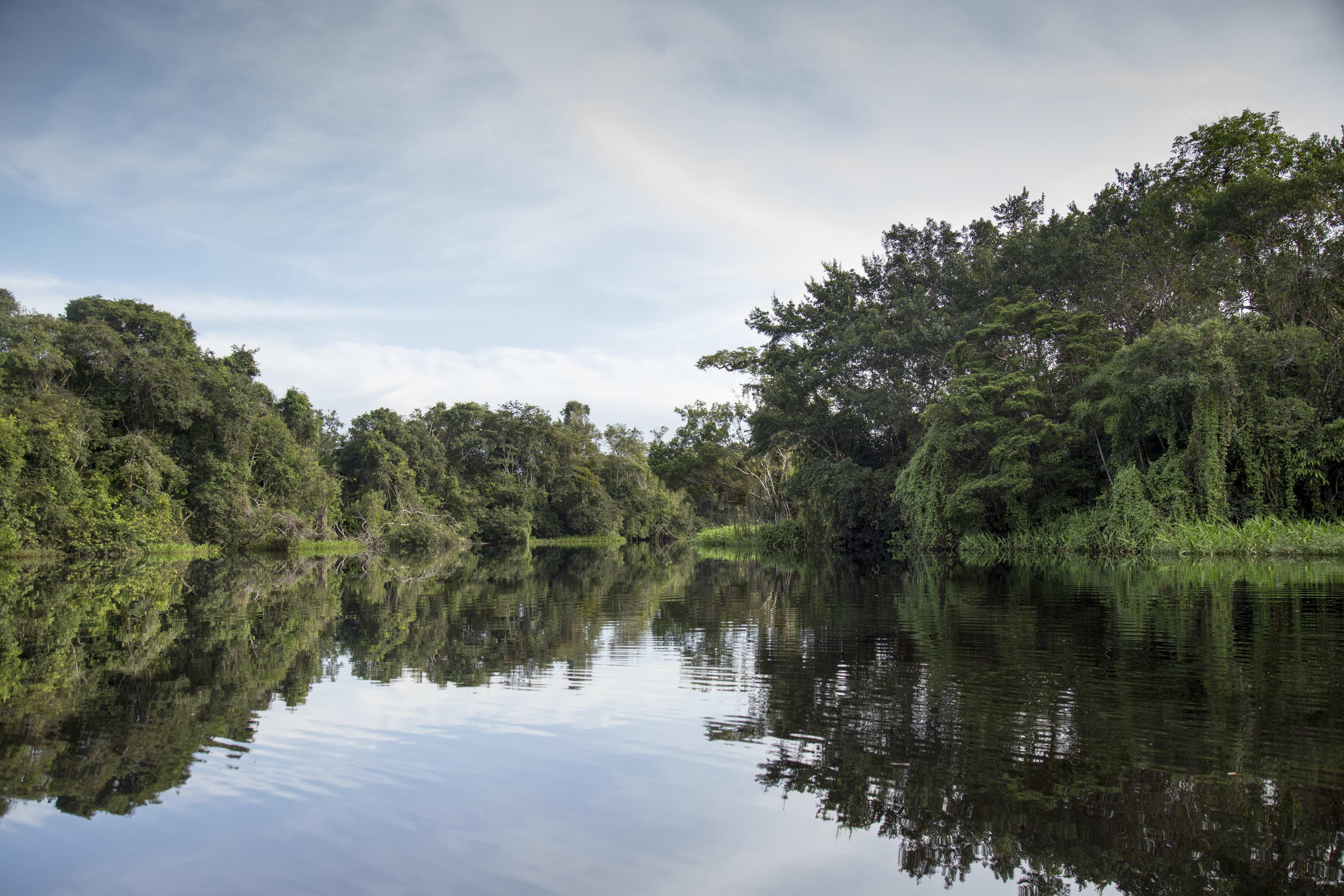 Algunos países han implementado leyes para la protección ambiental en medio de la pandemia. (Foto Prensa Libre: EFE)