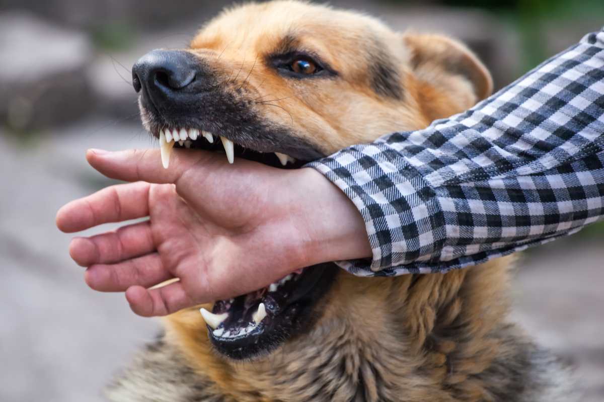 La gravedad de la mordedura de un perro depende del tamaño de este y de los motivos que lo llevaron a atacar. (Foto Prensa Libre: Shutterstock). 
