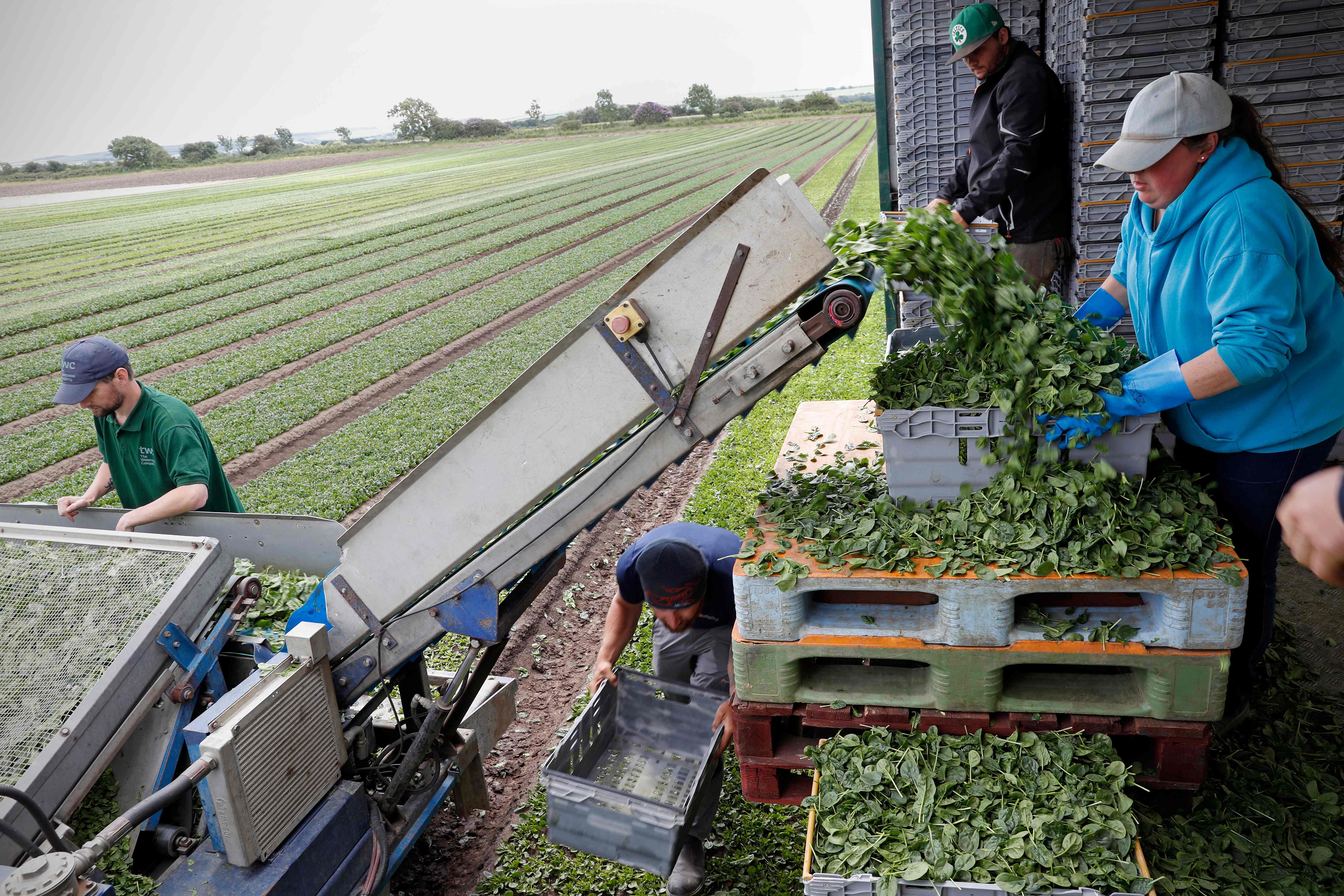 (Imagen de referencia) Los trabajadores agrícolas son esenciales para asegurar el suministro de alimentos. (Foto Prensa Libre. AFP)