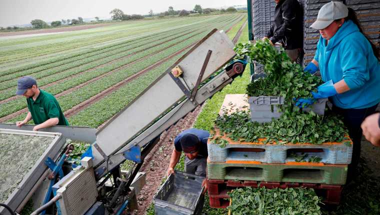 (Imagen de referencia) Los trabajadores agrícolas son esenciales para asegurar el suministro de alimentos. (Foto Prensa Libre. AFP)