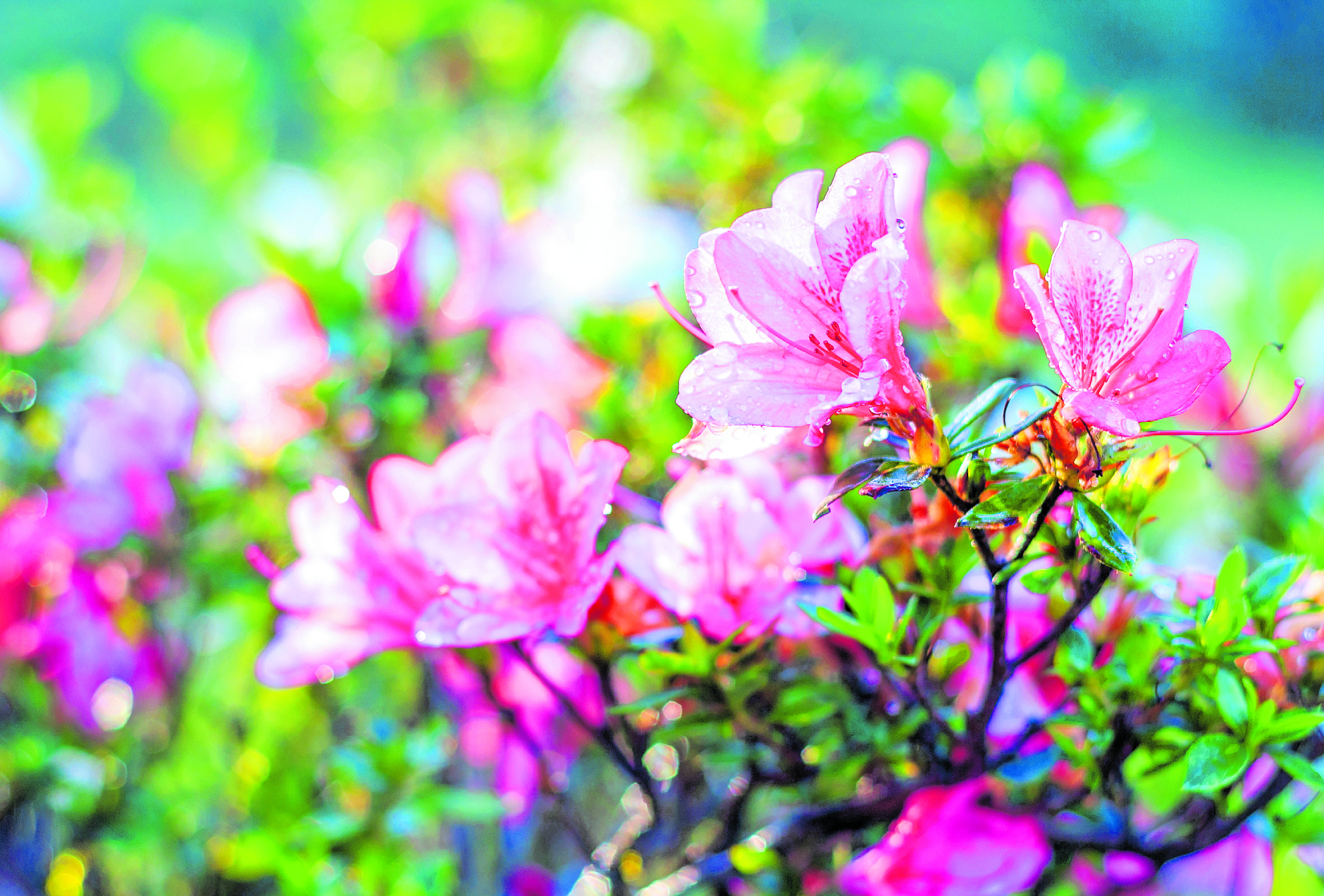 La jardinería también puede ir más allá y ser sostenible.  (Foto Prensa Libre: Shutterstock)