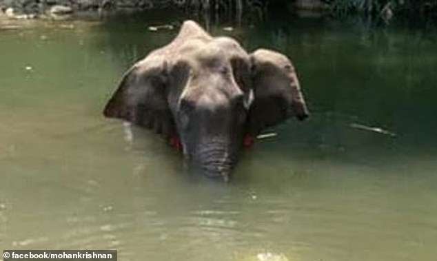 Un trabajador forestal denunció el caso de una elefanta que murió en India. (Foto Prensa Libre: Facebook)