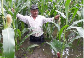 Una de las áreas de cultivos que fueron dañados por inundaciones en Ixcán, Quiché. (Foto Prensa Libre: Cortesía Santiago Botón). 