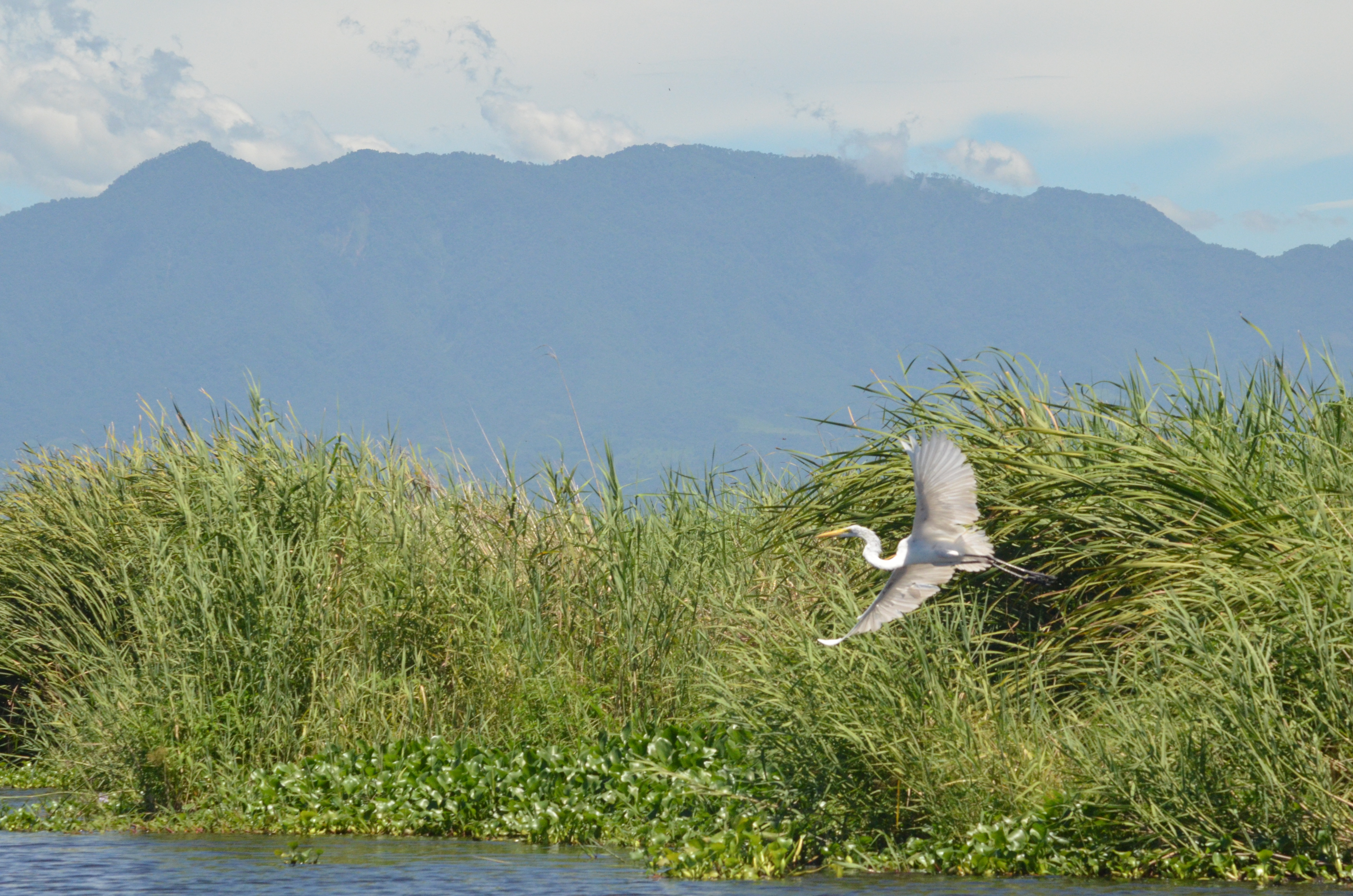 El Área de Protección Especial Manchón Huamuchal es el hogar de variedad de aves. (Foto Prensa Libre: Conap)