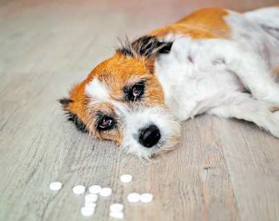 Primeros auxilios para mascotas envenenadas
