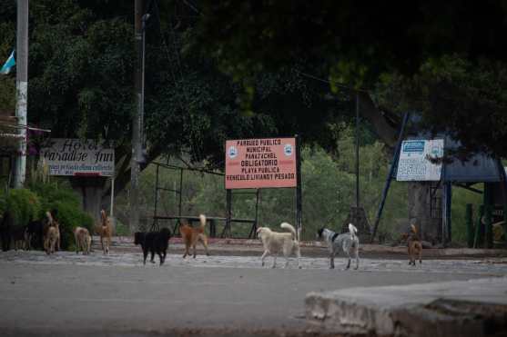 Un grupo de perros recorre las calles cercanas al Lago de Atitlán después del toque de queda. Foto Prensa Libre: Óscar Rivas