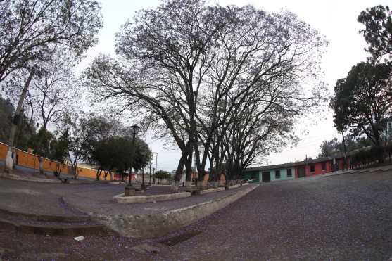 Las hojas de Jacaranda relucen impecables en el parque Isabel La Católica, Antigua Guatemala, debido a que las personas no caminan por el lugar en los días de confinamiento. Foto Prensa Libre: Óscar Rivas