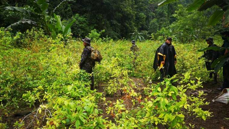 Plantación de hoja de coca localizada en Lívingston, Izabal, para la producción de cocaína en laboratorio clandestino. (Foto Prensa Libre: Cortesía) 