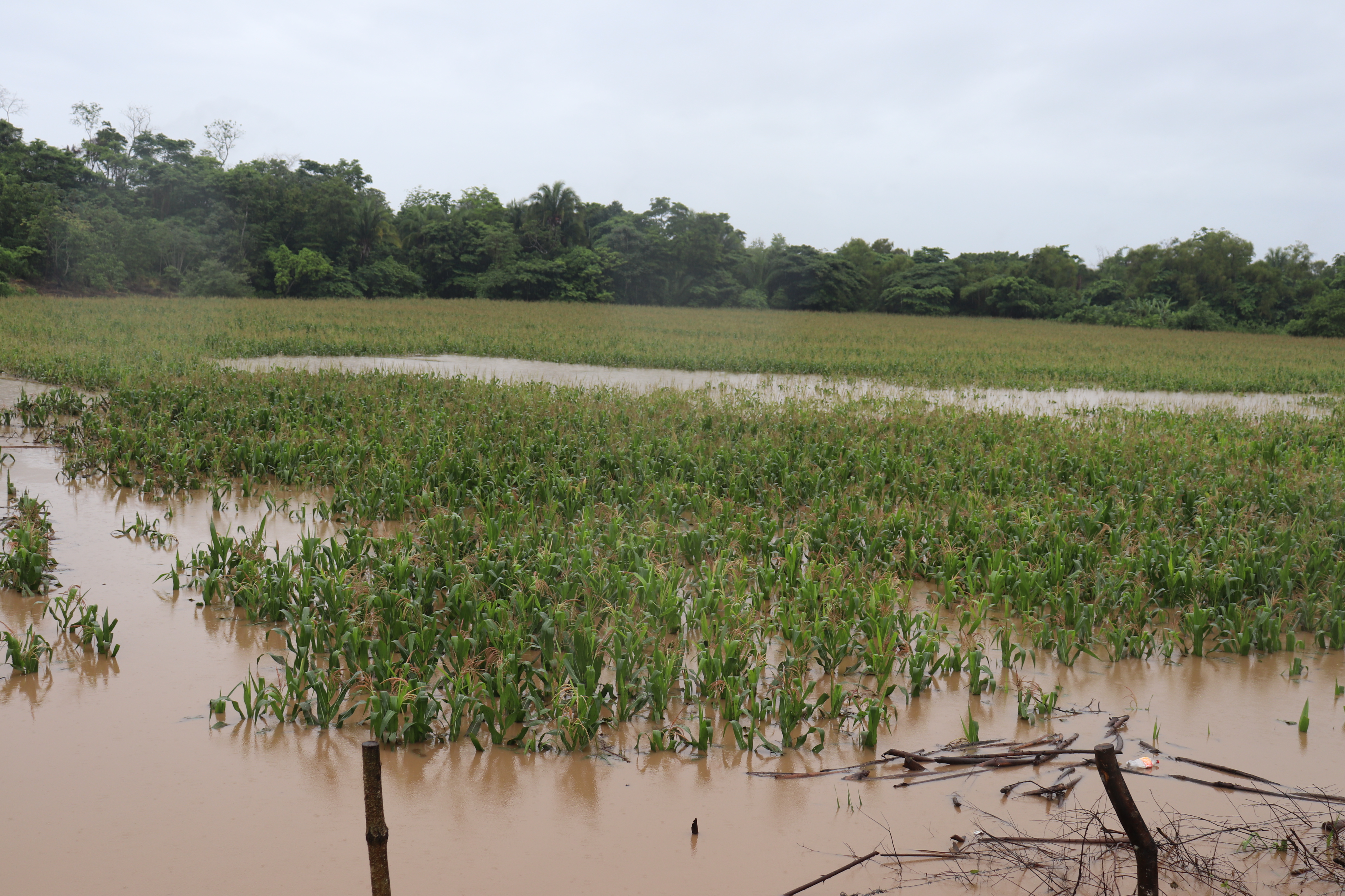 El exceso de lluvias provoca el aparecimiento de plagas en la agricultura y el Maga identifica entre 10 a 15 en la actualidad. (Foto Prensa Libre: Marvin Túnchez)