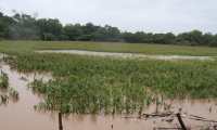 El exceso de lluvias provoca el aparecimiento de plagas en la agricultura y el Maga identifica entre 10 a 15 en la actualidad. (Foto Prensa Libre: Hemeroteca) 