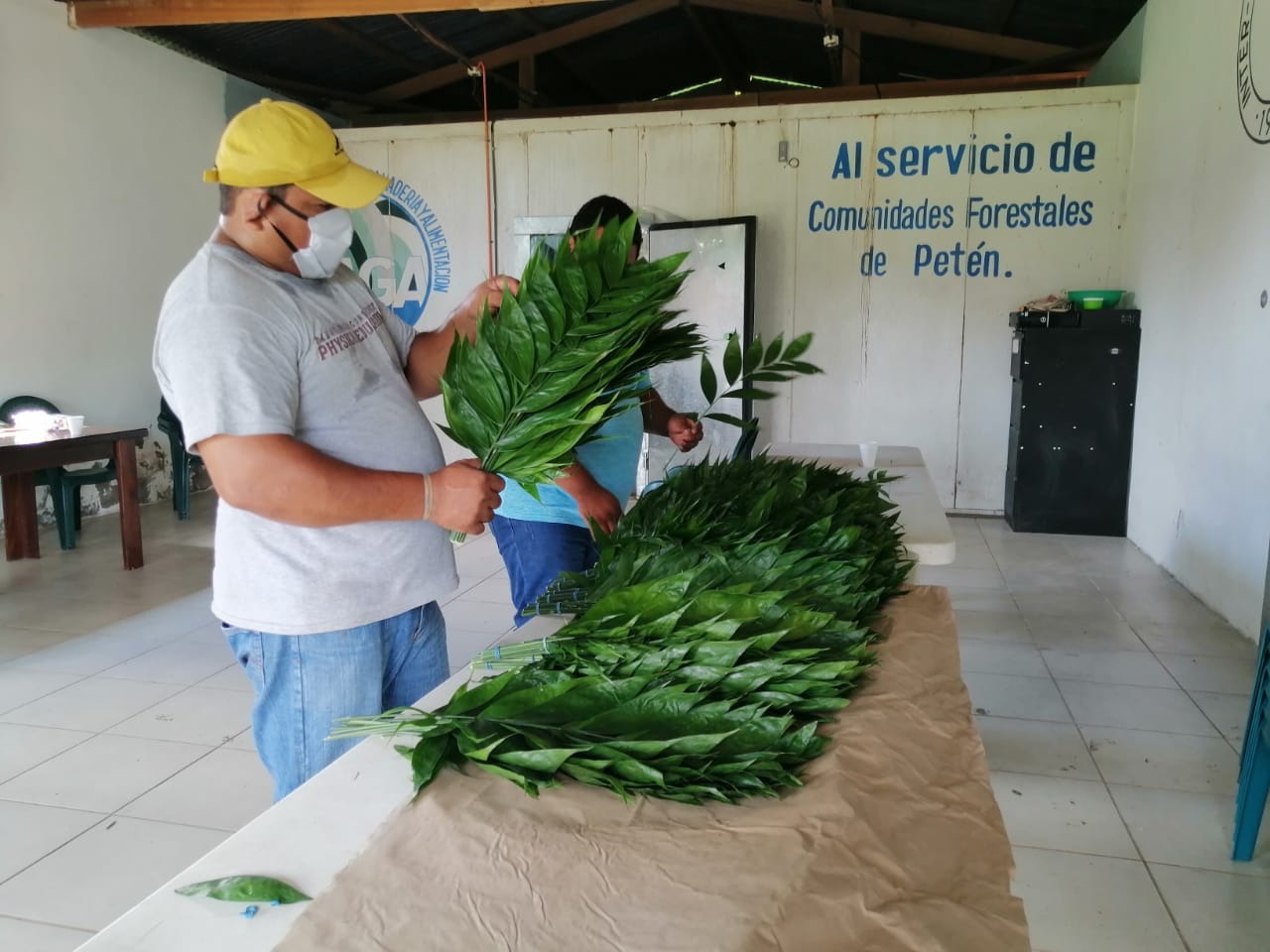 La hoja de xate se ha empezado a comercializar luego de las restricciones por el coronavirus. (Foto Prensa Libre: Dony Stewart)
