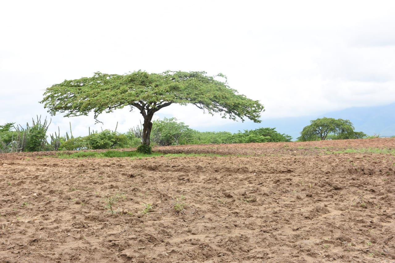 El guayacán es una de las especies características de los bosques espinosos de Zacapa. (Foto Prensa Libre: Wilder López)