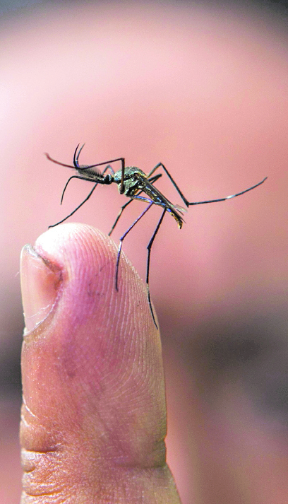 El mosquito que propaga el virus del dengue ha infectado a más de 3 mil 900 personas en el país, en lo que va del año. (Foto Prensa Libre: Hemeroteca PL)
