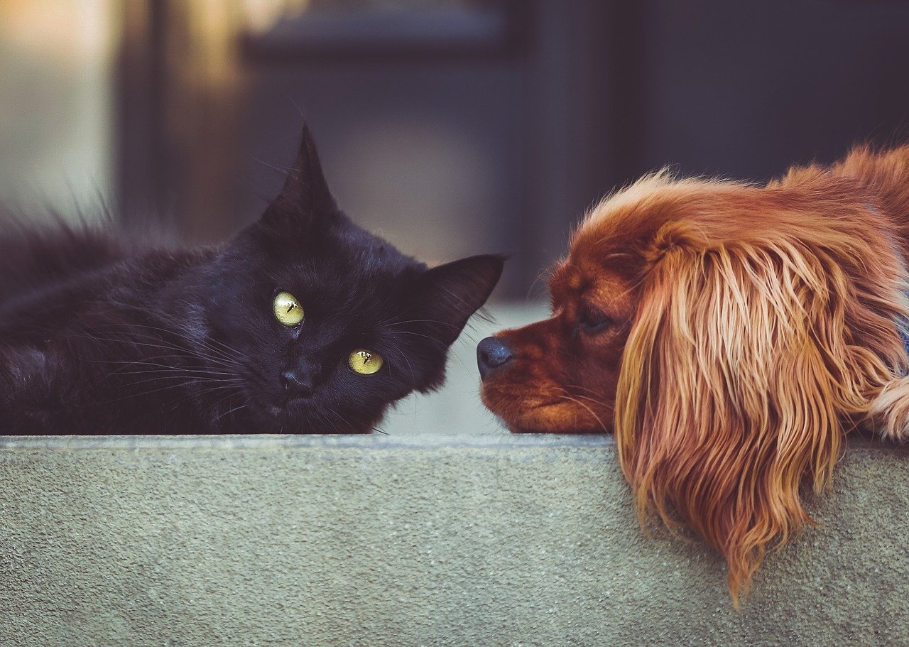 La etapa reproductiva de los perros y gatos varía según su raza, edad y estado nutricional. (Foto Prensa Libre: Pixabay). 