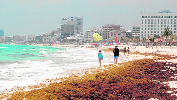 Vista general del sargazo en una playa de Cancún, México. (Foto Prensa Libre: EFE)