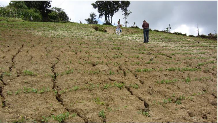 Parcela de cultivo de arveja afectada por una intensa erosión hídrica en Tecpán (Guatemala). Las tasas más elevadas de erosión, a escala global, se están produciendo principalmente en las montañas cultivadas de latitudes tropicales. (Foto Prensa Libre: Rafael Blanco)