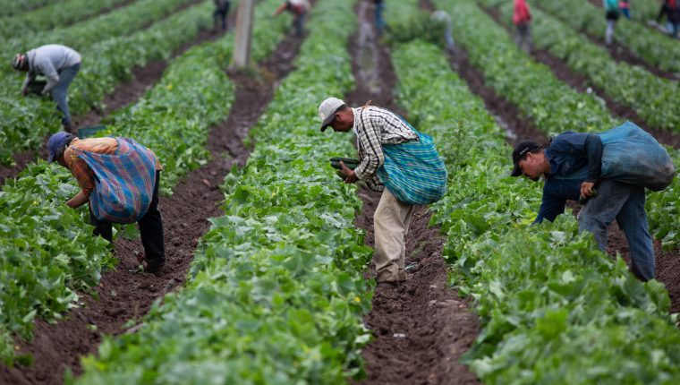 Impacto del covid-19 en el sector agrícola incluye menor producción, ventas, cancelación de contratos de compra y pérdida de empleos. (Foto, Prensa Libre: Hemeroteca PL).