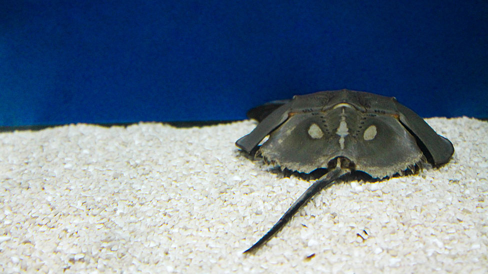 El cangrejo herradura ha sido durante años la única fuente de html5-dom-document-internal-entity1-quot-endsangre azulhtml5-dom-document-internal-entity1-quot-end para probar medicamentos nuevos. Getty Images