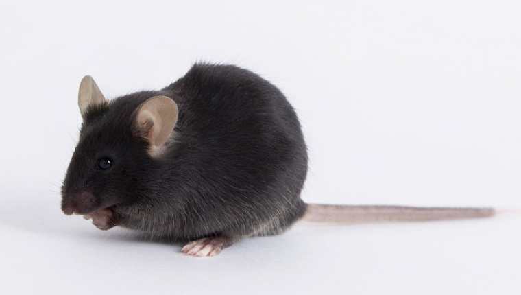 El ratón utilizado en la investigación del nuevo coronavirus se denominó k18-hACE2