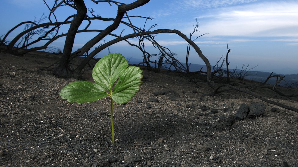No todas las especies que sobrevivieron al impacto del asteroide prosperaron. FOTO Getty Images