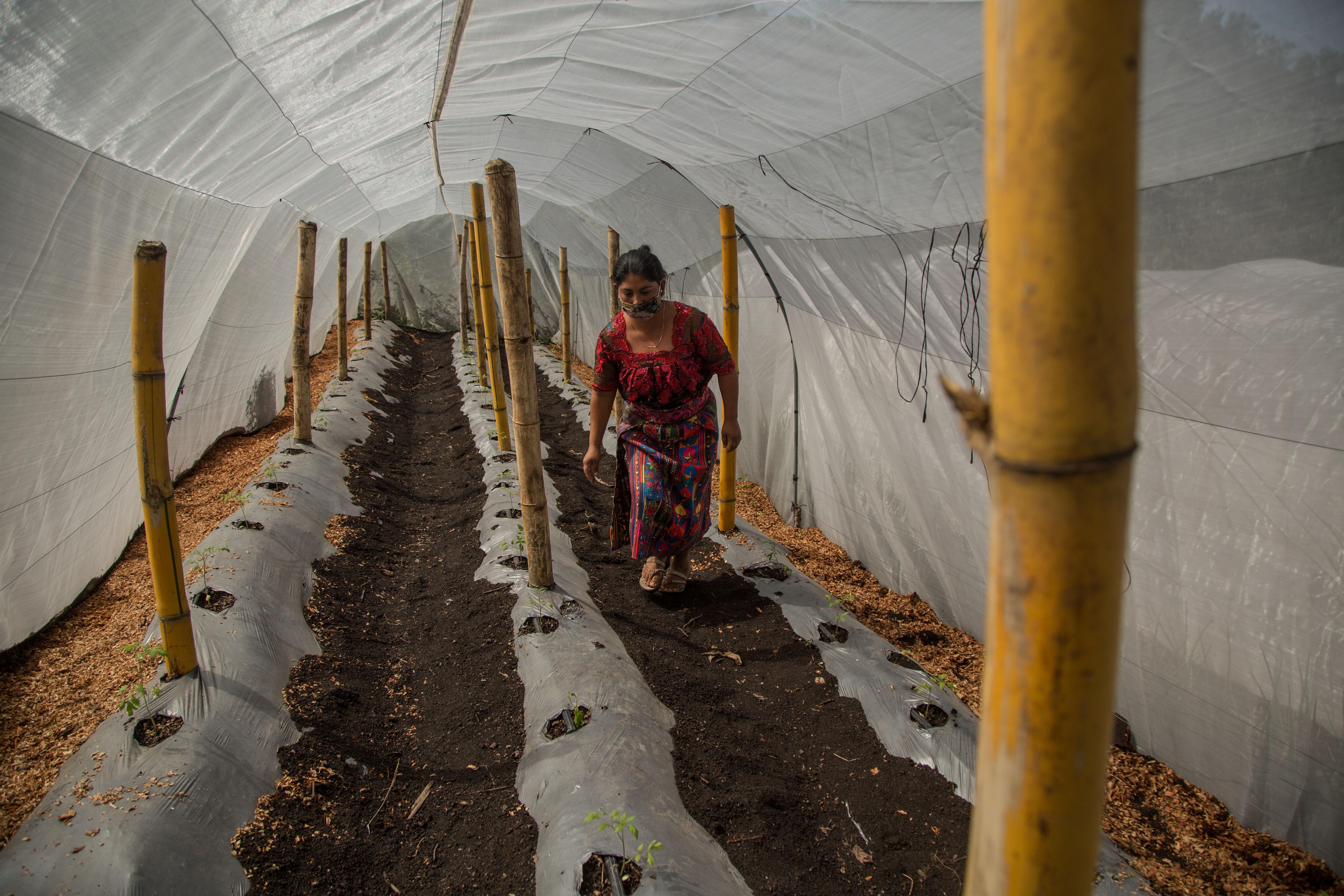 Irma Chonay revisa la plantación de un huerto comunitario en San Pedro Yepocapa. (Foto Prensa Libre: EFE)
