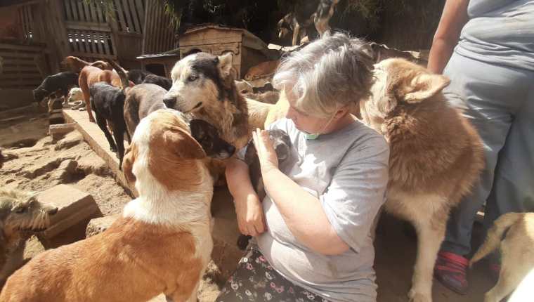 El Refugio Vida Animal, ubicado en la ruta a San Juan Sacatepéquez, ha rescatado a cientos de perros. (Foto Prensa Libre: Andrea Domínguez)