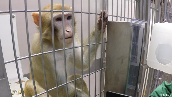 Mono verde utilzado en ensayos en el Departamento de Biología de Infecciones (DPZ) de Gotinga, Alemania. (Foto Prensa Libre: Deutsche Welle)