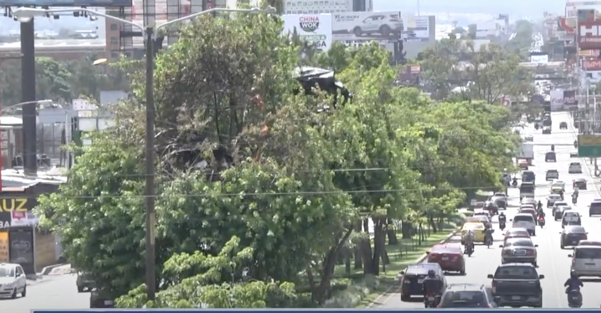 Daniel Rosales reconstruye su casa del árbol en la Roosevelt