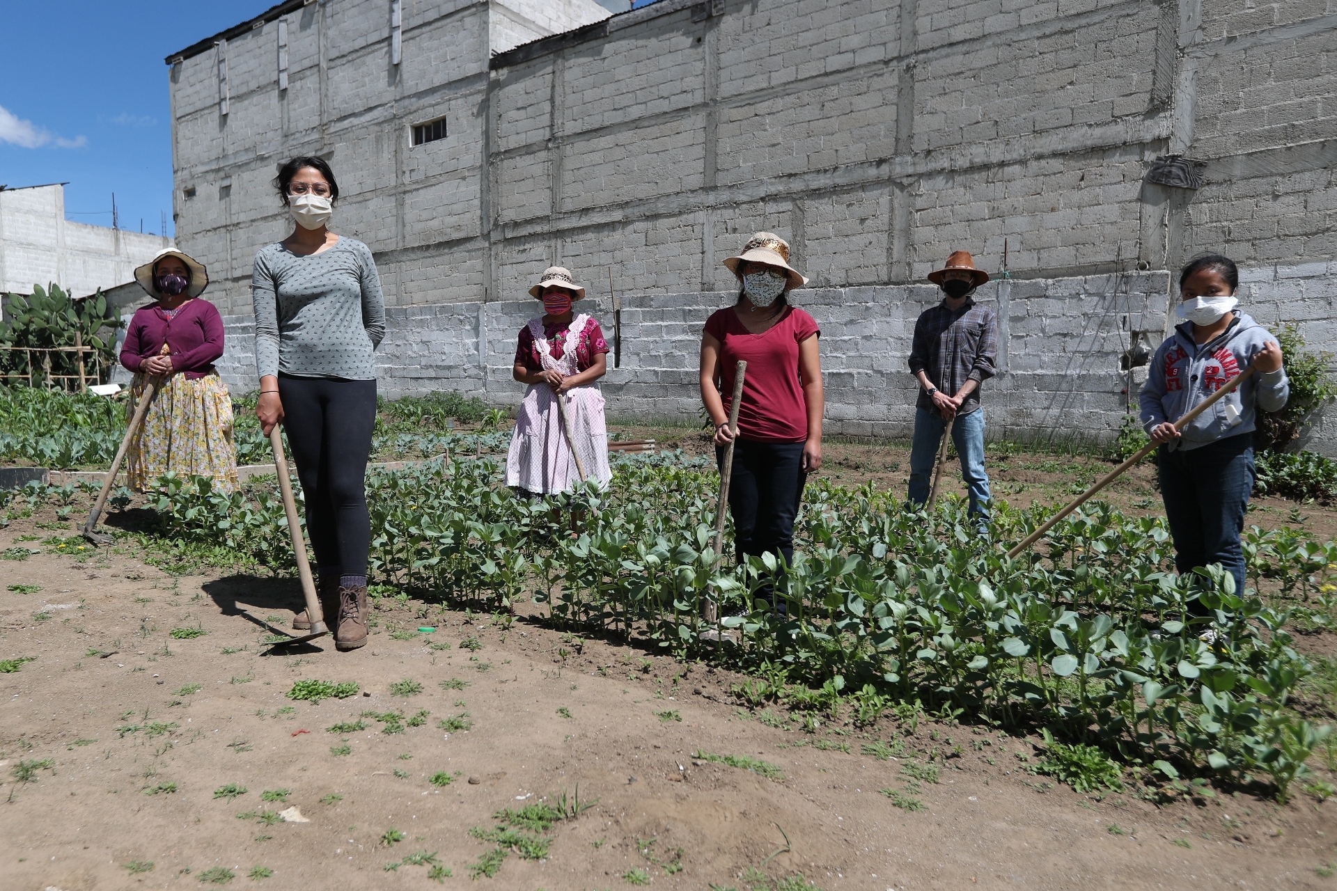 Mujeres y hombres trabajan en los huertos de amaranto y haba, en algunos casos les prestan terrenos para la producción que se usará en niños con desnutrición. (Foto Prensa Libre: María Longo) 