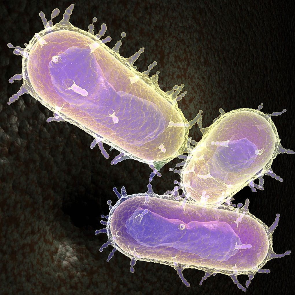 Microfotografía electrónica de Yersinia pestis la bacteria causante de la peste bubónica o peste negra, que ha causado terribles pandemias. Se transmite al humano por la picadura de las pulgas infectadas de las ratas. (Foto Prensa Libre: Hemeroteca PL)