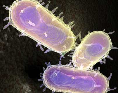 ¿La peste bubónica es una amenaza grave en China? OMS envía informe