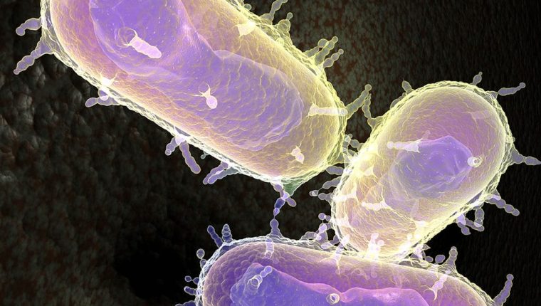 Microfotografía electrónica de Yersinia pestis la bacteria causante de la peste bubónica o peste negra, que tiene terribles pandemias. Se transmite al humano por la picadura de las pulgas infectadas de las ratas. (Foto Prensa Libre: Hemeroteca PL)