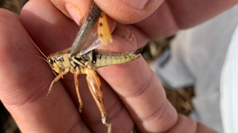 Langosta centroamericana: esta es la impresionante velocidad con la que estos insectos devoran los cultivos