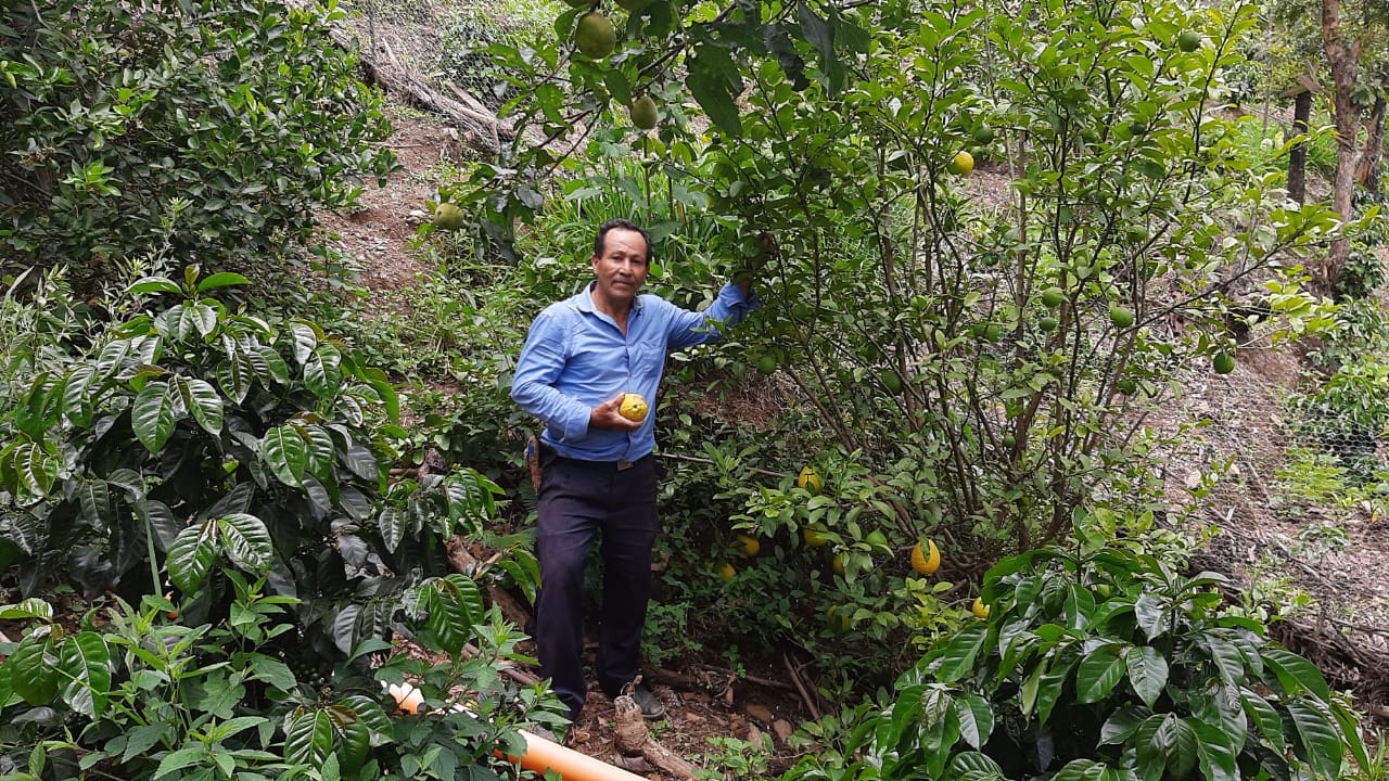 Eleodoro Zelaya muestra una lima que obtuvo de uno de sus árboles frutales que tiene en su terreno que antes producía poco. (Foto Prensa Libre: Cortesía)