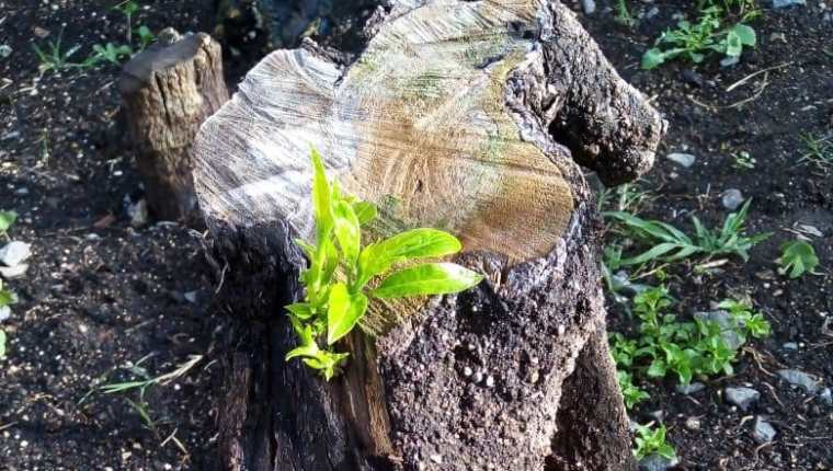 Se anunció recientemente que el árbol del Hermano Pedro empieza a tener brotes que significa que resurgirá nuevamente.  (Foto Prensa Libre: Frailes Franciscanos de la Antigua Guatemala). 