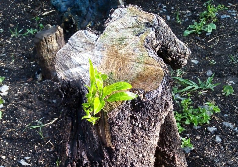 Se anunció recientemente que el árbol del Hermano Pedro empieza a tener brotes que significa que resurgirá nuevamente.  (Foto Prensa Libre: Frailes Franciscanos de la Antigua Guatemala). 