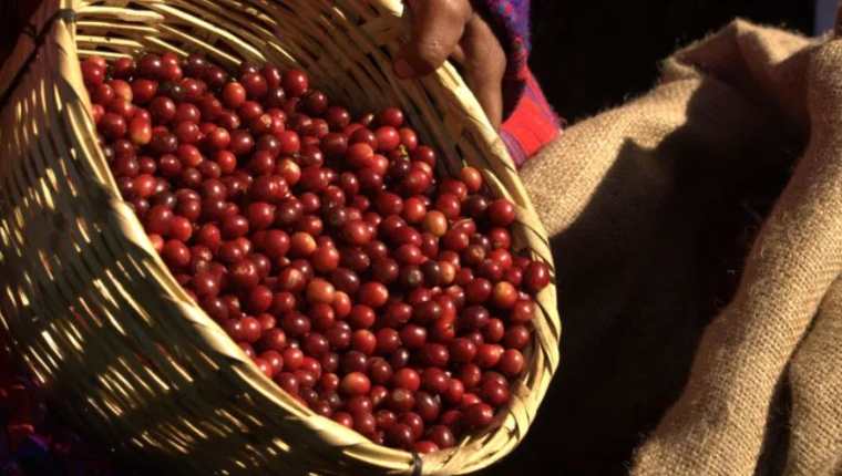 En el año cafetalero 2018-2019 (de octubre a septiembre), las exportaciones de café fueron de 4.63 millones de sacos de 46 kilos y generaron un ingreso de US$663.62 millones. (Foto Prensa Libre: Hemeroteca)