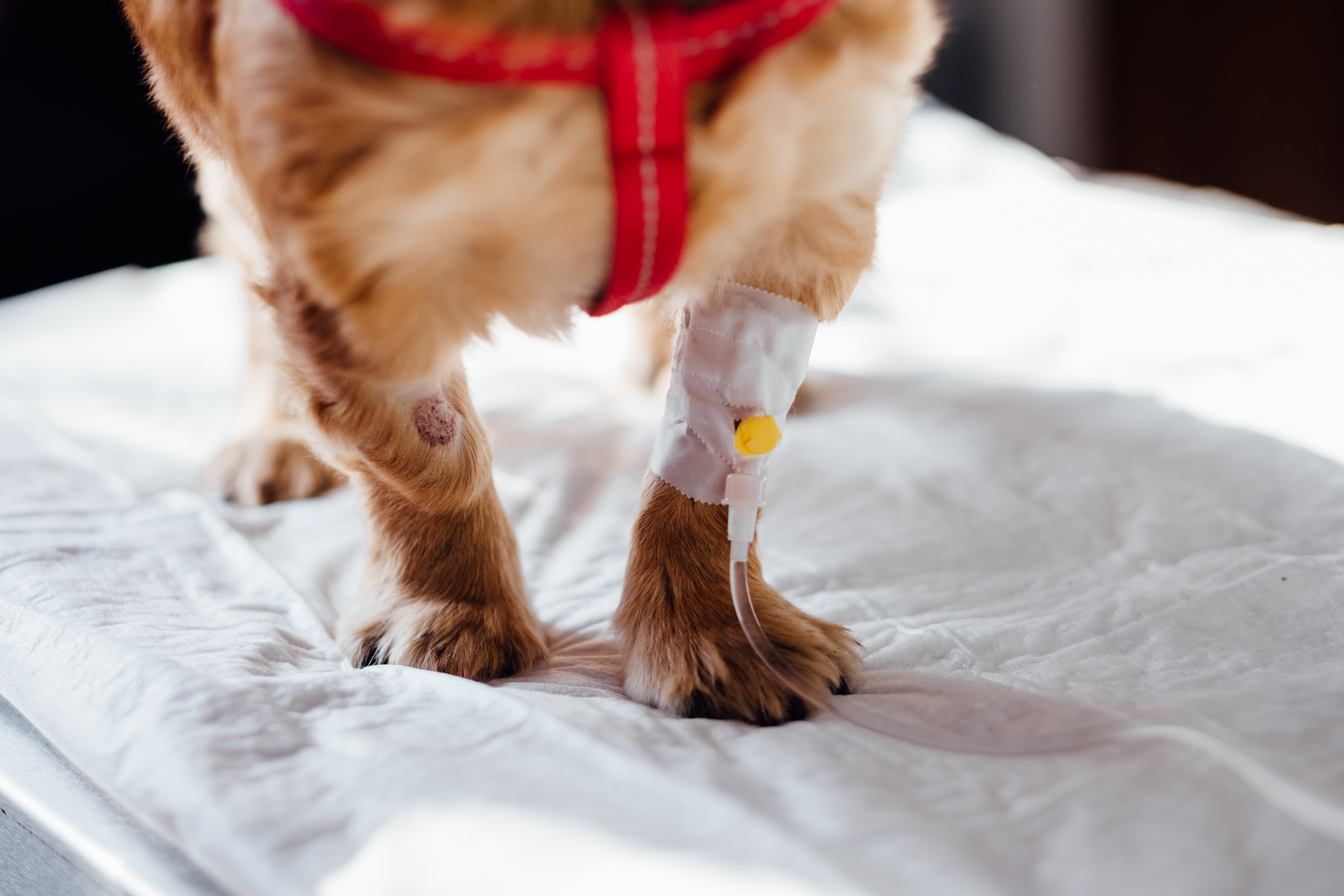 Los accidentes en casa con las mascotas podrían suceder en cualquier momento y es preciso estar listos para saber qué hacer.  (Foto Prensa Libre:  freestocks.org en Pexels).
