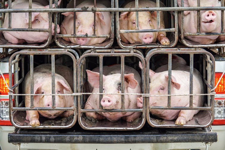 (Foto Prensa Libre: Shutterstock)