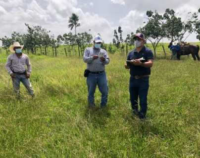 Un dron, GPS y varios químicos son parte del equipo que el Maga usará en Petén para identificar y erradicar langostas voladoras