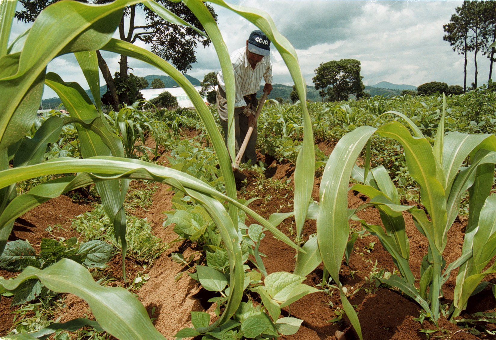 El precio del maíz se incrementó con la pandemia del covid-19, lo que complica la crisis alimentaria que se vive en el país. (Foto Prensa Libre: Hemeroteca PL)