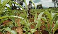 El precio del maíz se incrementó con la pandemia del covid-19, lo que complica la crisis alimentaria que se vive en el país. (Foto Prensa Libre: Hemeroteca PL)